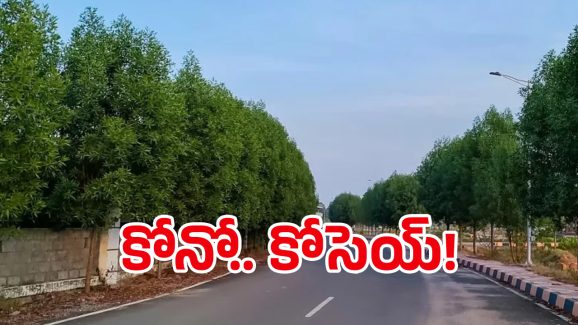 Conocarpus Trees: ప్రాణం తీసే చెట్టు.. వీటిని నాటితే పోతారు, మొత్తం పోతారు!