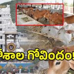 TTD Goshalas Controversy: తిరుమల గోశాలలో 100 ఆవులు మరణించాయా? అసలేం జరిగిందంటే..