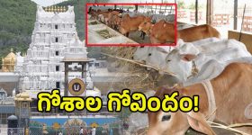 TTD Goshalas Controversy: తిరుమల గోశాలలో 100 ఆవులు మరణించాయా? అసలేం జరిగిందంటే..