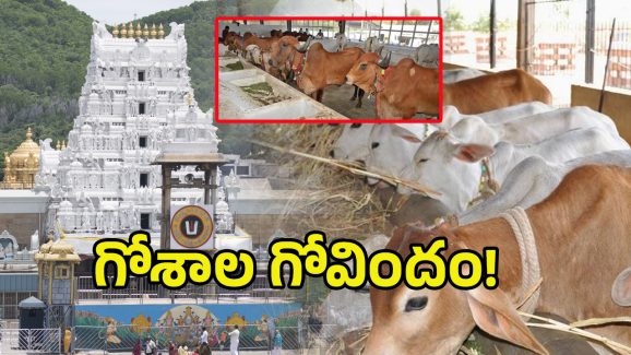 TTD Goshalas Controversy: తిరుమల గోశాలలో 100 ఆవులు మరణించాయా? అసలేం జరిగిందంటే..