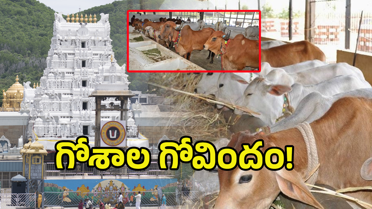 TTD Goshalas Controversy: తిరుమల గోశాలలో 100 ఆవులు మరణించాయా? అసలేం జరిగిందంటే..