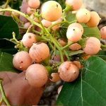 Lasora Fruits: సూపర్ ఫుడ్‌గా చెప్పే లసోరా పండ్లు.. రోజూ తీసుకుంటే.. !
