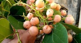 Lasora Fruits: సూపర్ ఫుడ్‌గా చెప్పే లసోరా పండ్లు.. రోజూ తీసుకుంటే.. !