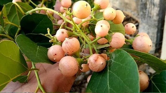 Lasora Fruits: సూపర్ ఫుడ్‌గా చెప్పే లసోరా పండ్లు.. రోజూ తీసుకుంటే.. !