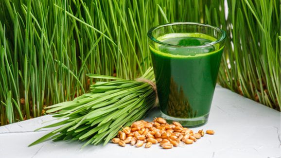 Wheat Grass juice: గోధుమ గడ్డి సంజీవని అని మీకు తెలుసా..?