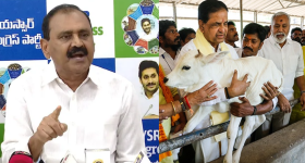 Tirumala Goshala issue: గోశాల ఘటన.. వాళ్లు మొదలు పెట్టారు, వీళ్లు ఫినిష్ చేస్తున్నారు..