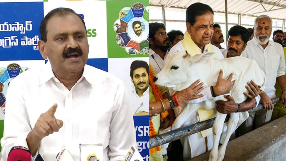 Tirumala Goshala issue: గోశాల ఘటన.. వాళ్లు మొదలు పెట్టారు, వీళ్లు ఫినిష్ చేస్తున్నారు..