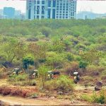Telangana News : పనులు ఆపండి.. కంచ గచ్చిబౌలి భూములపై హైకోర్టు ఎంట్రీ