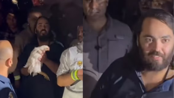 Anant ambani padayatra: పాదయాత్రలో కోళ్లు కనిపించాయి.. అనంత్ అంబానీ ఏం చేశారంటే..?