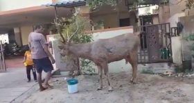 HCU issue : జనావాసాల్లో జింక.. ఆ వీడియోలో నిజమెంత?