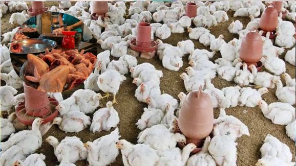Bird Flu : తెలంగాణలో బర్డ్ ఫ్లూ.. చికెన్ తిన్నారో చచ్చారే..!