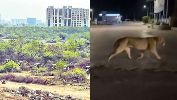 Fact Check: ఏంటీ.. HCU నుంచి సింహాలు బయటకొచ్చాయా? దేనికైనా ఒక లిమిట్ ఉండాలి బ్రో!