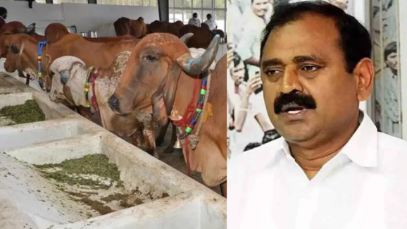 Tirumala Goshala: ఆఖరికి ఆవులపై కూడా అబద్ధాలేనా..?