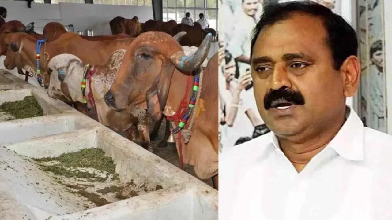 Tirumala Goshala: ఆఖరికి ఆవులపై కూడా అబద్ధాలేనా..?