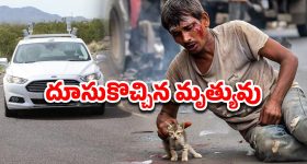 Cow Milk Vs Buffalo Milk: ఆవు పాలు Vs గేదె పాలు, ఆరోగ్యానికి ఏవి మంచివి ?