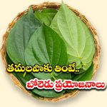 Betel Leaves: తమలపాకు తింటే.. ఇన్ని లాభాలుంటాయా ?