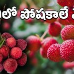 lychee Fruit: సమ్మర్ ఫ్రూట్ లిచీ.. ఆరోగ్య ప్రయోజనాలు అన్నీ ఇన్నీకావు