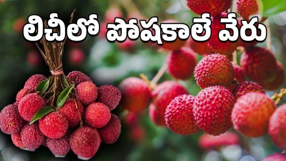 lychee Fruit: సమ్మర్ ఫ్రూట్ లిచీ.. ఆరోగ్య ప్రయోజనాలు అన్నీ ఇన్నీకావు