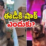 Bangalore News: కుక్క ఖరీదు రూ. 50 కోట్లు.. ఆ తర్వాత ఏం జరిగింది?