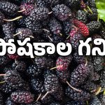 Shahtoot fruit: సమ్మర్ పండ్లలో షాతూట్.. ప్రయోజనాలు అన్నీఇన్నీకావు