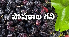 Shahtoot fruit: సమ్మర్ పండ్లలో షాతూట్.. ప్రయోజనాలు అన్నీఇన్నీకావు