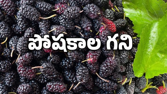 Shahtoot fruit: సమ్మర్ పండ్లలో షాతూట్.. ప్రయోజనాలు అన్నీఇన్నీకావు