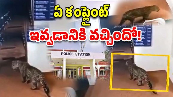Leopard In Police station: పోలీస్ స్టేషన్‌లోకి చిరుత ఎంట్రీ.. కాసేపు లా అండ్ ఆర్డర్ నాకు వదిలేయండి!