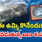 Whale Vomit: కోట్ల విలువ చేసే చేప ఉమ్మిపై ఇండియాలో నిషేధం.. ఎందుకంటే?