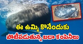 Shahid Afridi: పాకిస్తాన్ మాజీ క్రికెటర్ షాహిద్ ఆఫ్రిదిపై దాడి... వీడియో వైరల్