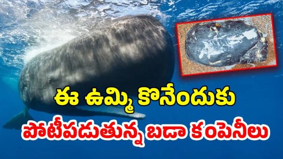 Whale Vomit: కోట్ల విలువ చేసే చేప ఉమ్మిపై ఇండియాలో నిషేధం.. ఎందుకంటే?