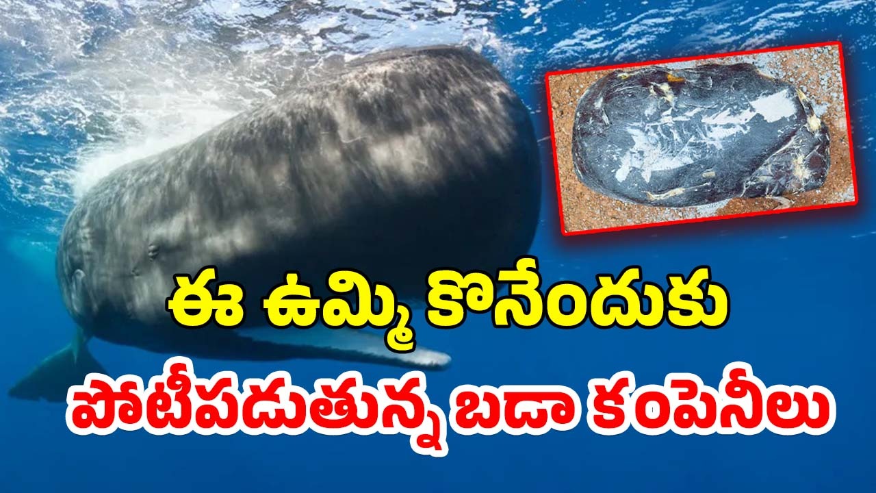 Whale Vomit: కోట్ల విలువ చేసే చేప ఉమ్మిపై ఇండియాలో నిషేధం.. ఎందుకంటే?