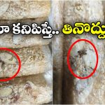 Putharekulu: డ్రై ఫ్రూట్స్ పూత రేకుల్లో పురుగులు.. తింటే అంతే సంగతులు?