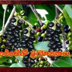 Jamun Seed Benefits: పండు మాత్రమే కాదు.. గింజలతో కూడా