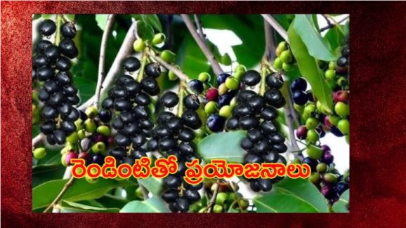 Jamun Seed Benefits: పండు మాత్రమే కాదు.. గింజలతో కూడా