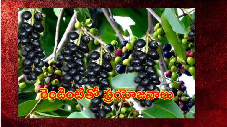 Jamun Seed Benefits: పండు మాత్రమే కాదు.. గింజలతో కూడా