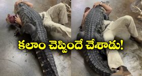 Viral Video: మొసలితో ఆటలా? ఏం చేసిందో చూడండి.. నీ కల తగలెయ్య!
