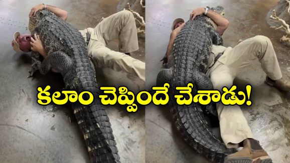 Viral Video: మొసలితో ఆటలా? ఏం చేసిందో చూడండి.. నీ కల తగలెయ్య!