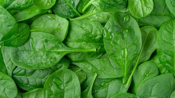 Summer Food: హలో.. మీకు తెలుసా? వేసవిలో తప్పకుండా తినాల్సిన ఆకు కూర ఇదే