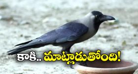 Viral Video: మనిషిలా మాట్లాడే కాకి.. నెట్టింట వీడియో వైరల్..