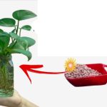 Money Plant: ఈ టిప్స్ పాటిస్తే.. మనీ ప్లాంట్ తొందరగా పెరుగుతుంది తెలుసా ?
