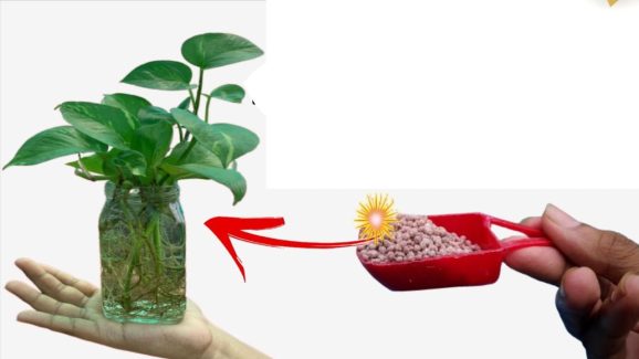 Money Plant: ఈ టిప్స్ పాటిస్తే.. మనీ ప్లాంట్ తొందరగా పెరుగుతుంది తెలుసా ?