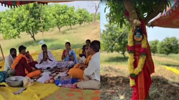 Viral News : మామిడి చెట్లకు పెళ్లి.. ఎందుకు చేశారో తెలిస్తే…