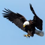 Eagle eye: ఆకాశంలో అంత ఎత్తు నుంచి కూడా గద్దలు స్పష్టంగా ఎలా చూడగలవు?