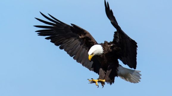 Eagle eye: ఆకాశంలో అంత ఎత్తు నుంచి కూడా గద్దలు స్పష్టంగా ఎలా చూడగలవు?