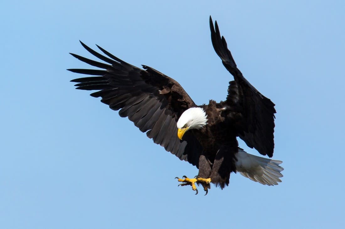 Eagle eye: ఆకాశంలో అంత ఎత్తు నుంచి కూడా గద్దలు స్పష్టంగా ఎలా చూడగలవు?