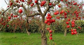 Kashmir Apples: కశ్మీర్ యాపిల్స్‌కి మరీ అంత క్రేజ్ ఎందుకు?