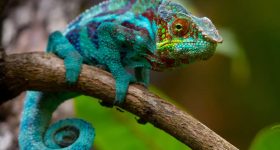 Chameleon: ఊసరవెల్లి చర్మంలో ఏముంటుంది? అసలు దాని రంగులు ఎలా మారతాయి?