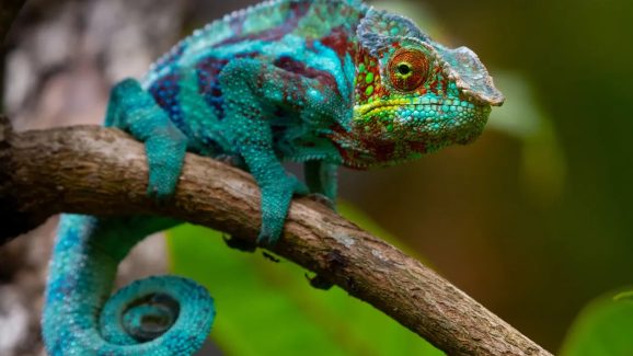 Chameleon: ఊసరవెల్లి చర్మంలో ఏముంటుంది? అసలు దాని రంగులు ఎలా మారతాయి?