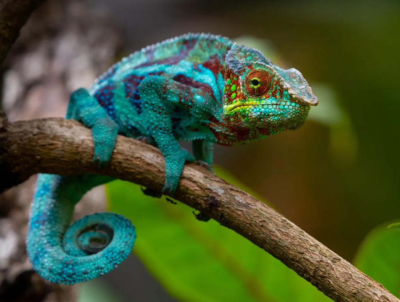 Chameleon: ఊసరవెల్లి చర్మంలో ఏముంటుంది? అసలు దాని రంగులు ఎలా మారతాయి?