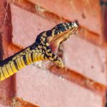 Snakes: పాములు నిజంగానే పగబెట్టుకుని వెంటాడి చంపుతాయా? సైన్స్ ఏం చెబుతోందంటే..